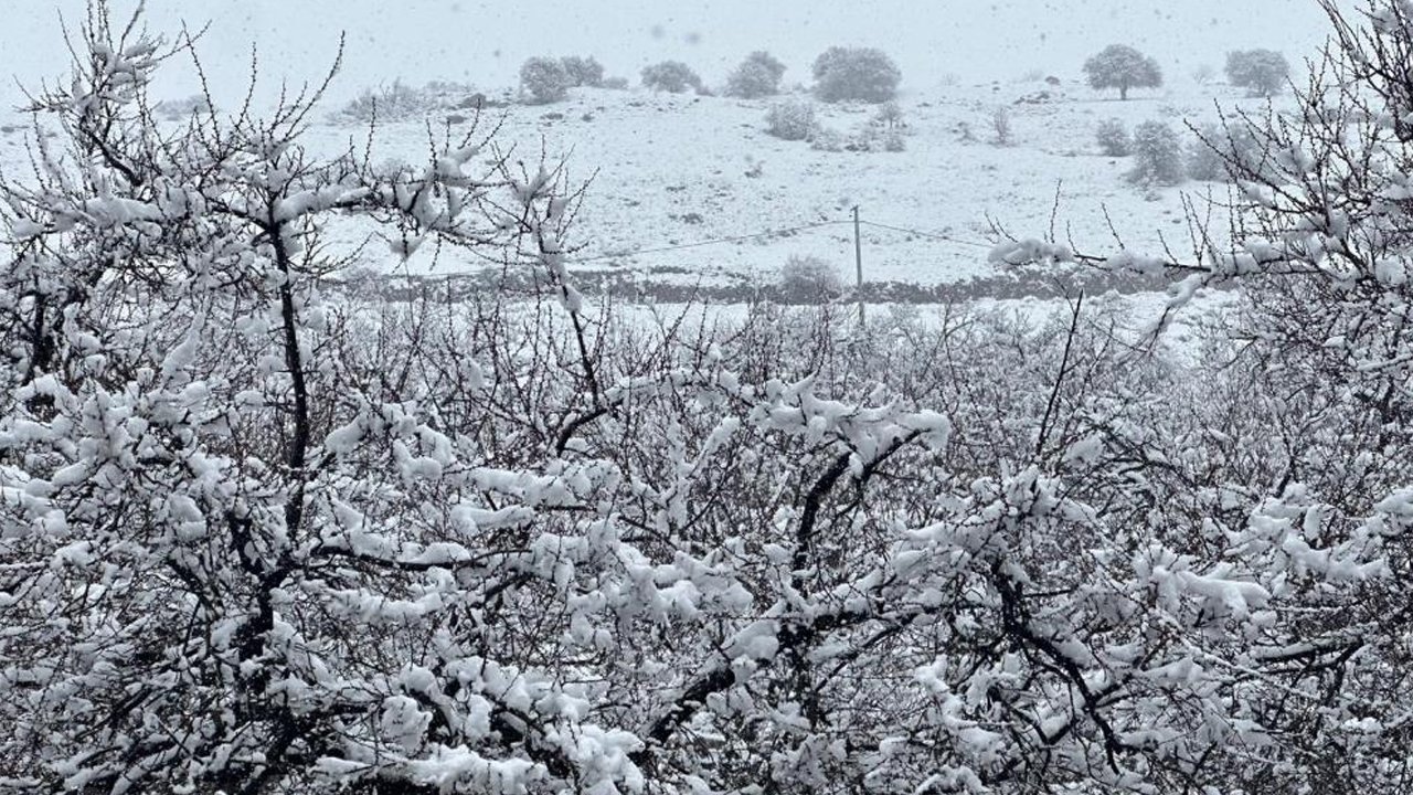 Malatya'da Kayısı Bahçeleri Kar Altında Kaldı3