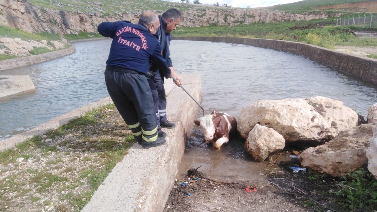 Mardin'de Su Kanalına Düşen Ineği Itfaiye Kurtardı1