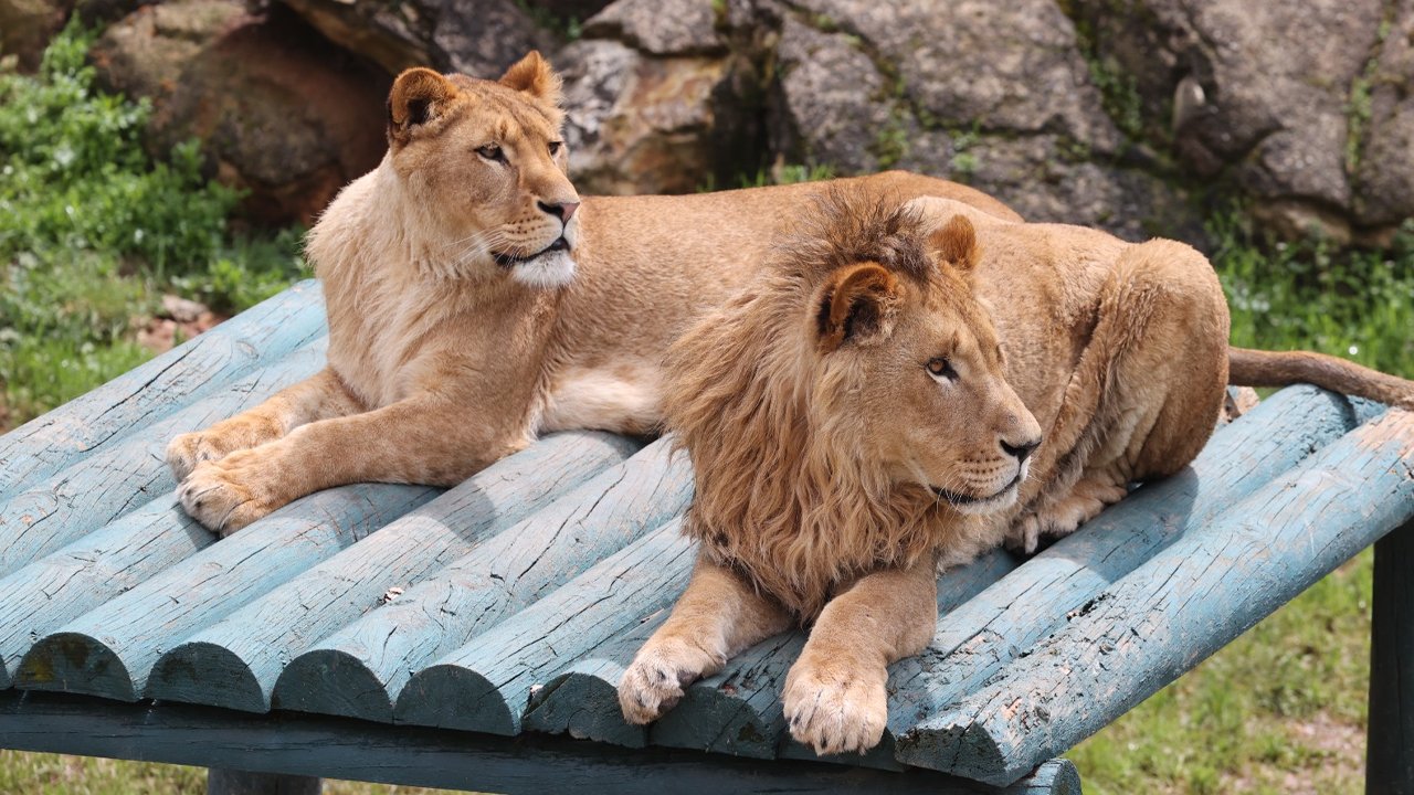 Üç Ayda 1.5 Milyon Kişinin Ziyaret Ettiği Hayvanat Bahçesi3