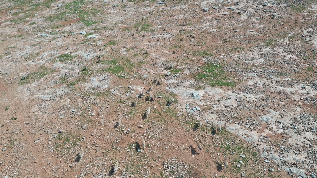 Urfa’da Ceylanlarının Envanterine Yapay Zeka Desteği