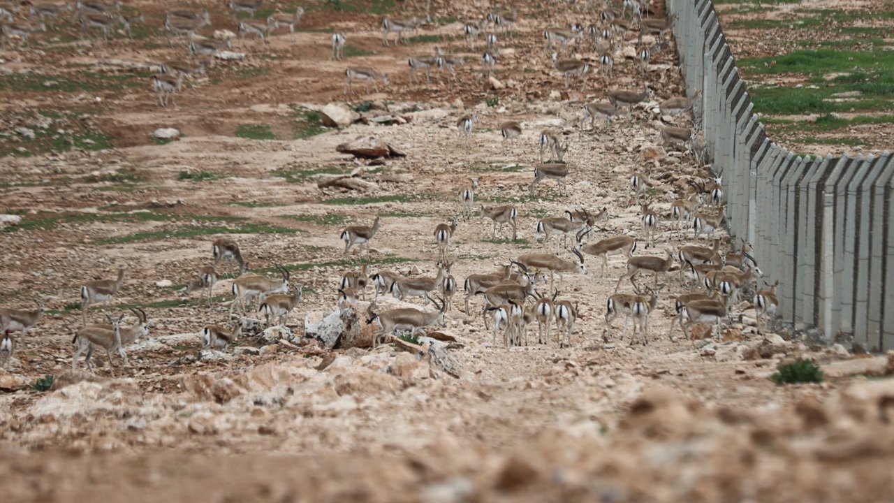 Urfa’da Ceylanlarının Envanterine Yapay Zeka Desteği2