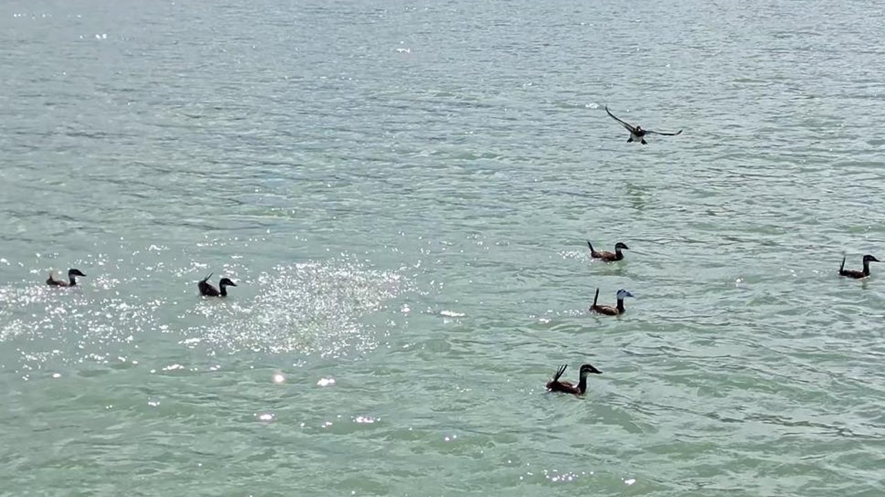 Van Gölü'nde Dikkuyruk Görüntülendi