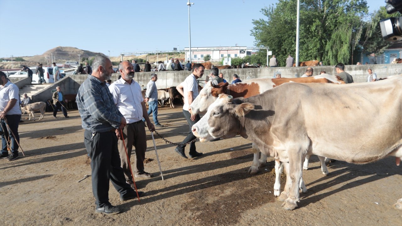 Diyarbakır’da Kurbanlık Piyasası Hareketlendi4