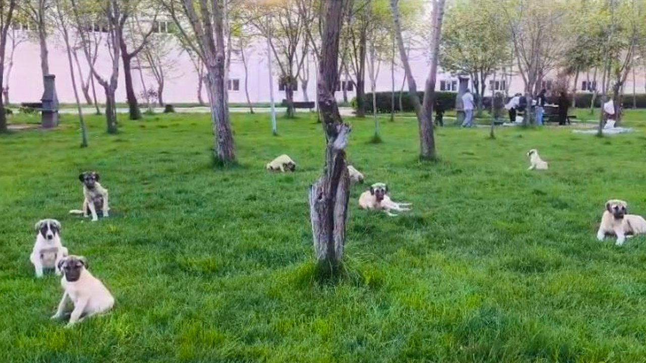 Diyarbakır’da piknik keyfi kâbusa döndü