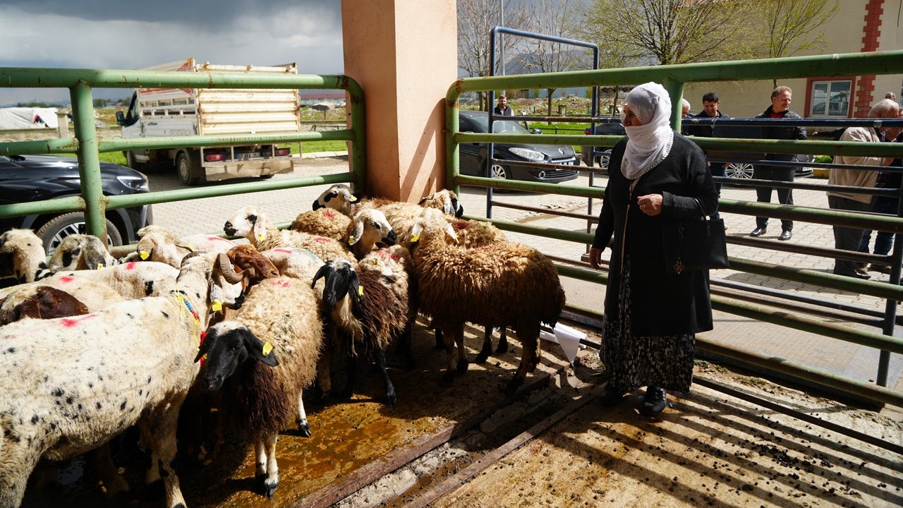 Mus Hayvan Destek