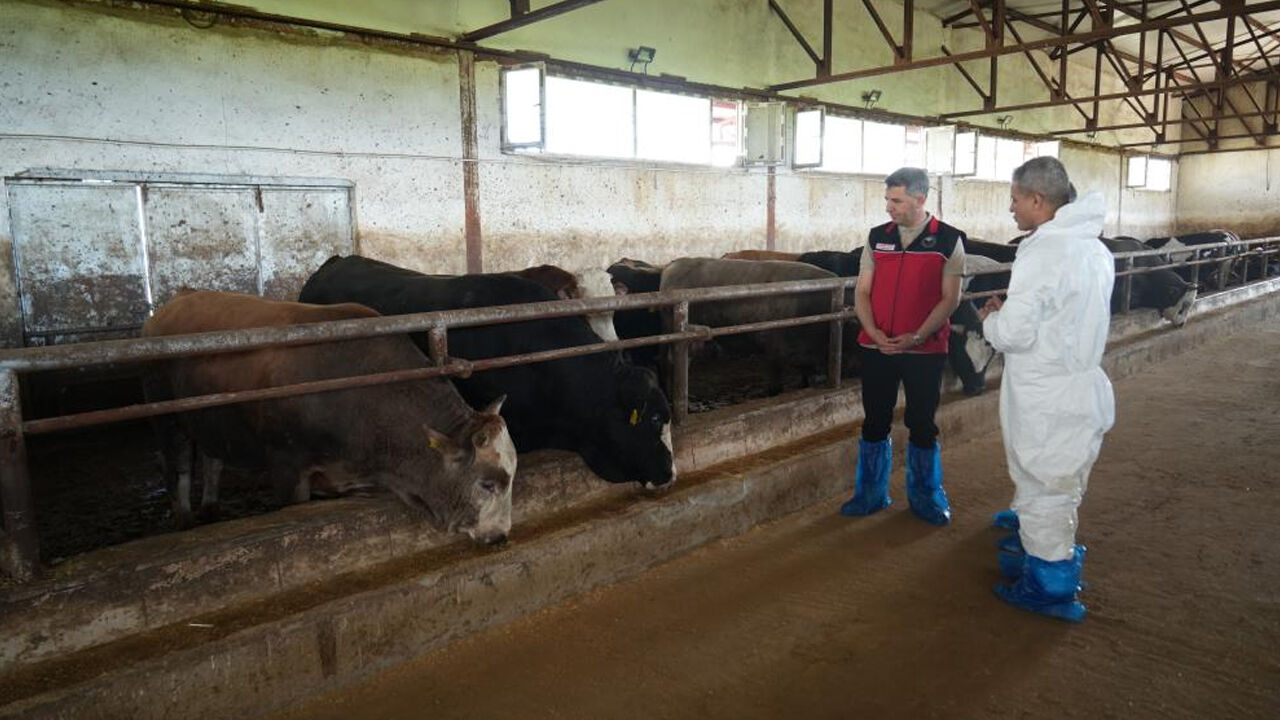 Muş’tan Batı Illerine 50 Bin Kurbanlık1