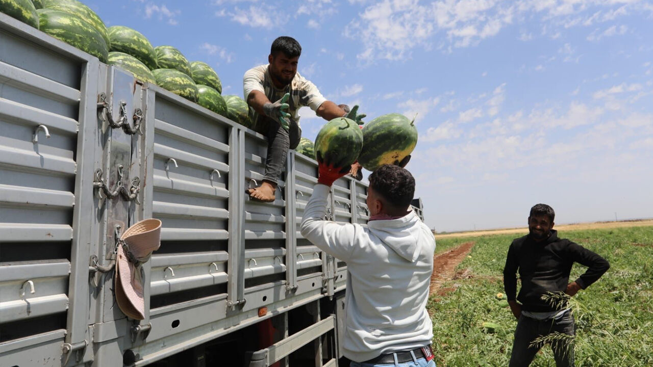Körfez Ülkeleri Bu Yıl Diyarbakır’dan Karpuz Alacak1