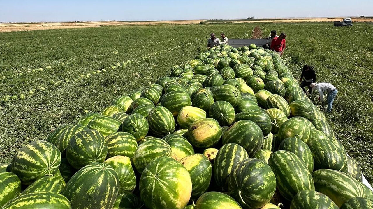 Körfez Ülkeleri Bu Yıl Diyarbakır’dan Karpuz Alacak3
