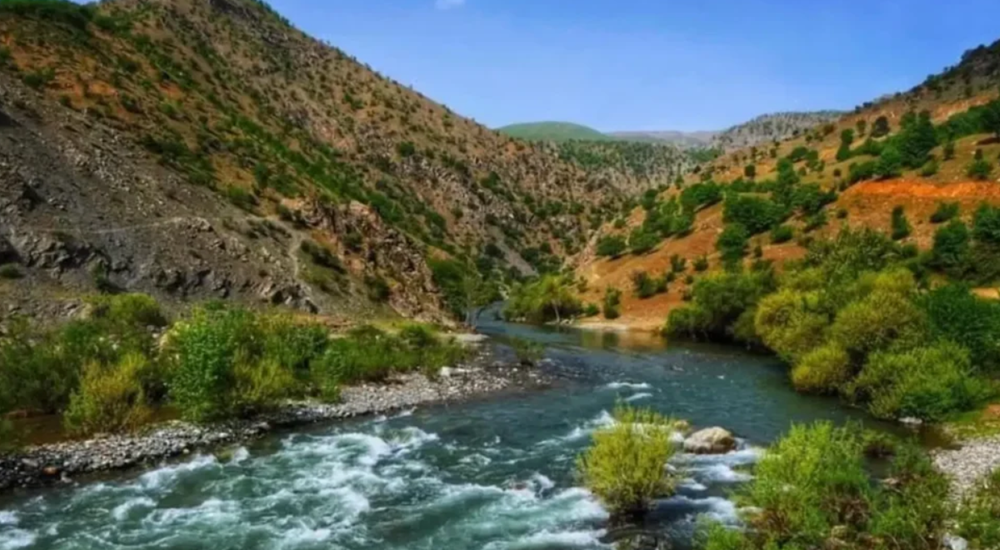 Sarim Cayi