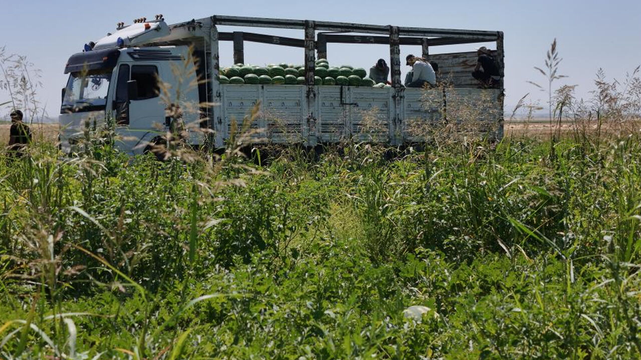 Diyarbakır Karpuzunda Hasat Dönemi1