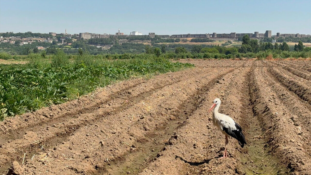 Diyarbakır'daki Hevsel'in Maskotu Berfo2