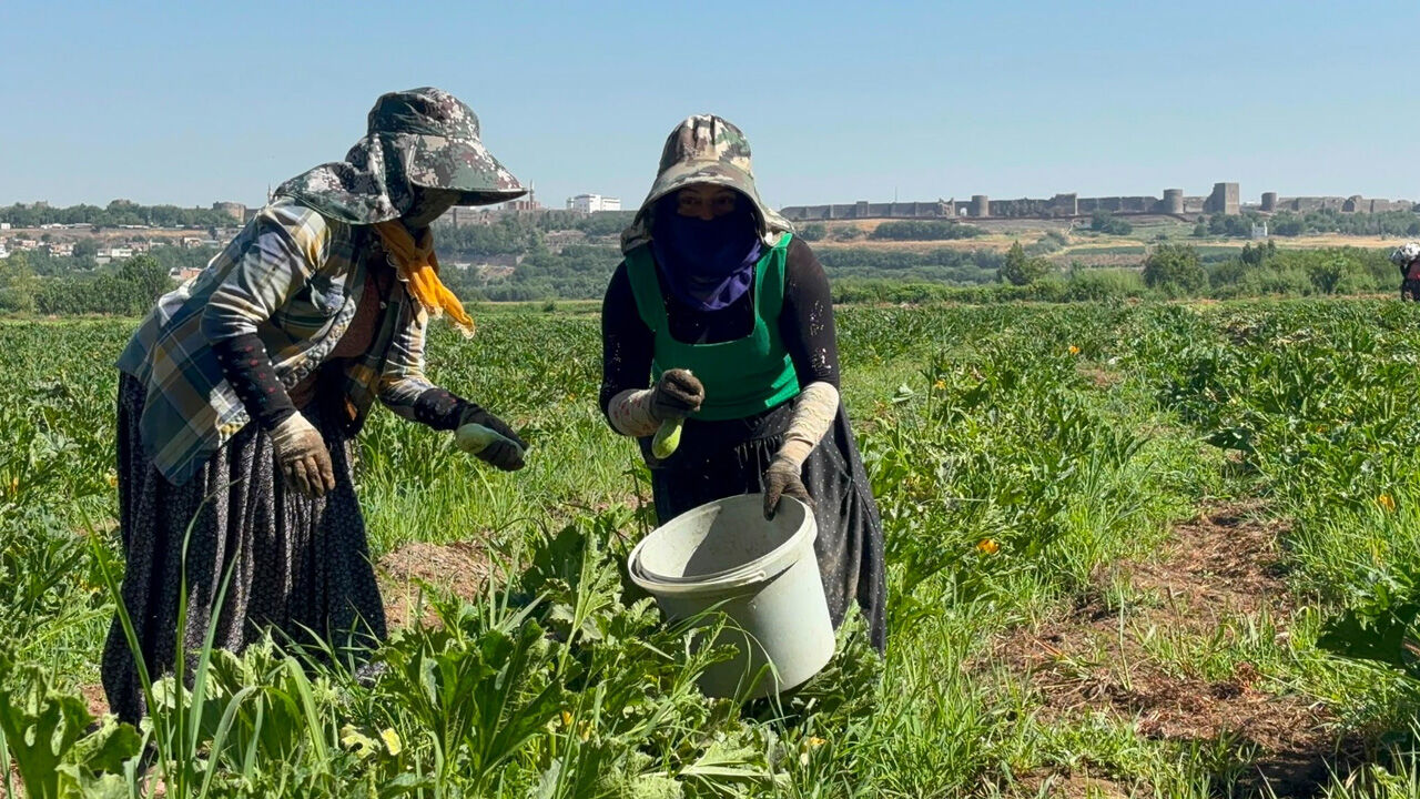 Diyarbakırhevsel Bahçelerinde Kabak Hasadı2