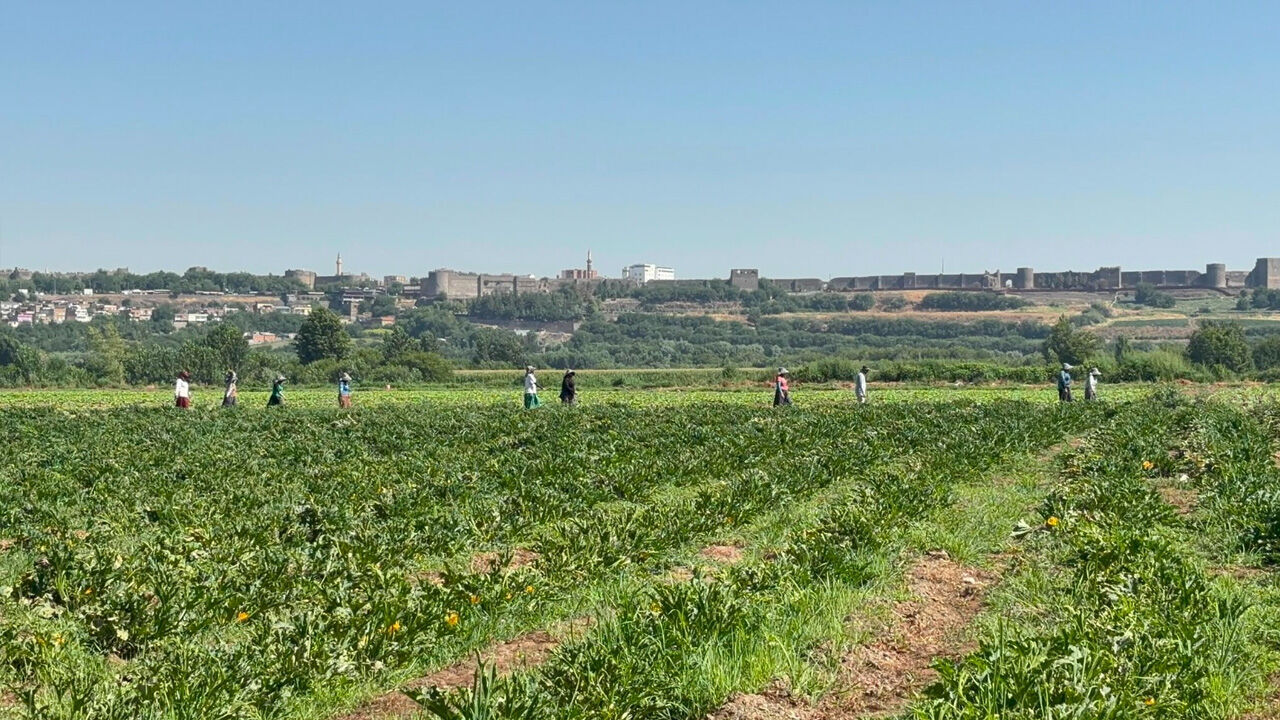 Diyarbakırhevsel Bahçelerinde Kabak Hasadı3