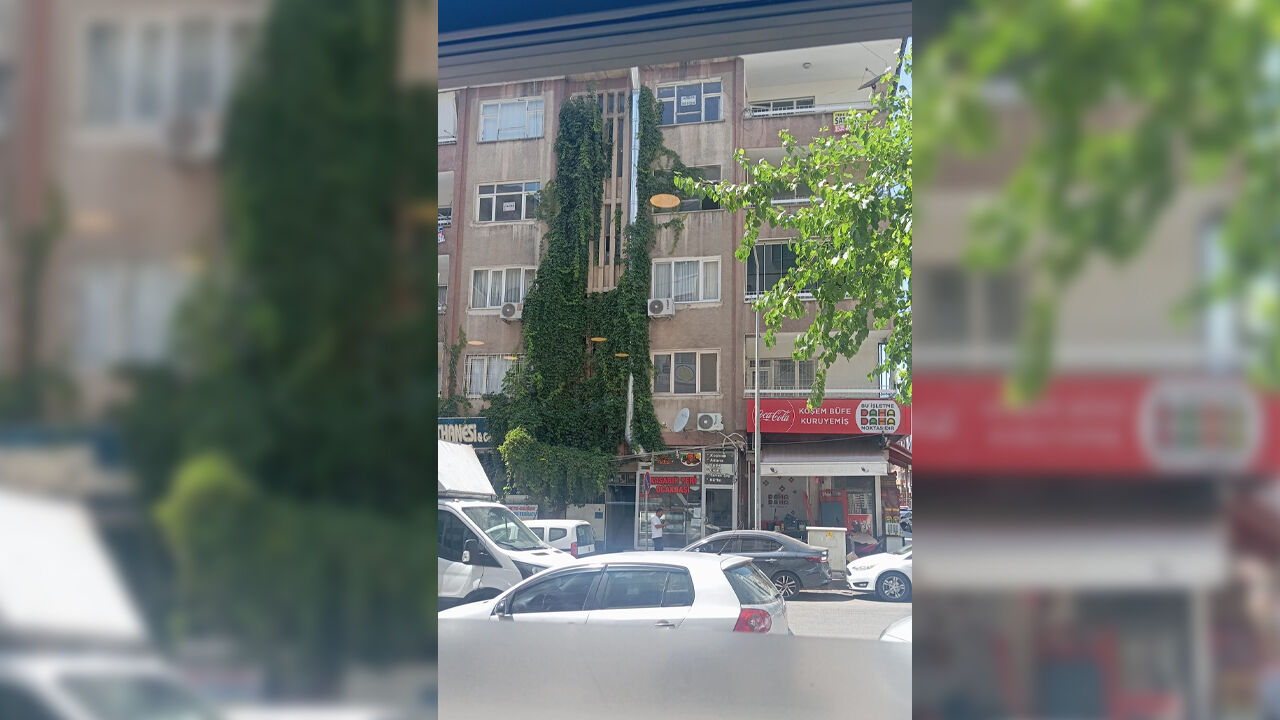 Yeşil Cephe3