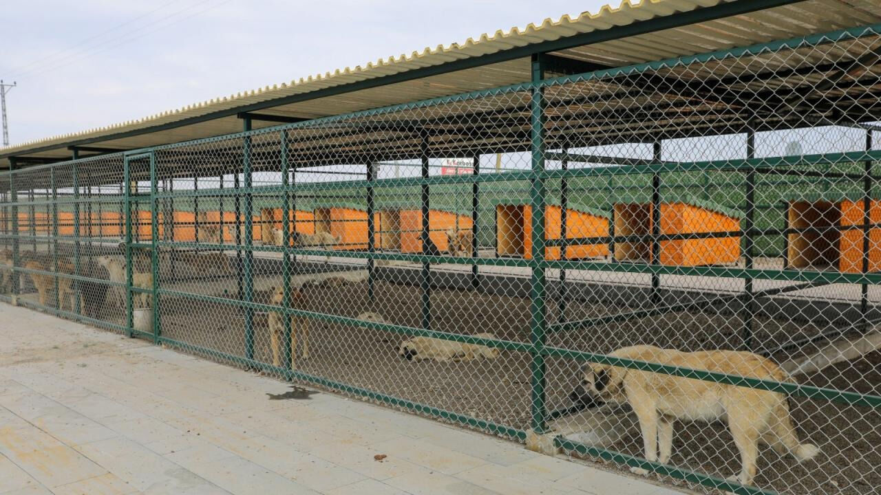 Sokak Hayvanları5