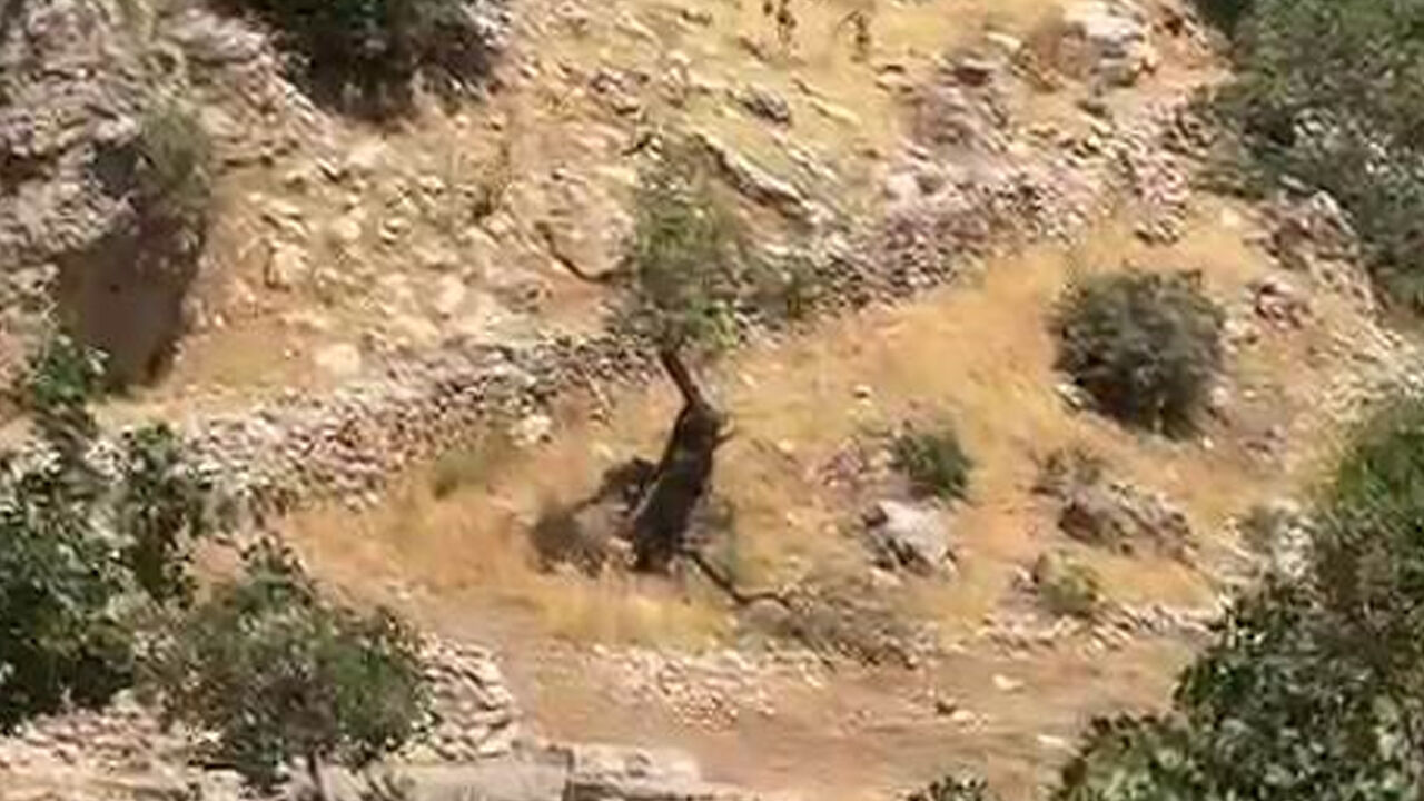 Diyarbakır dağları yaban keçilerine emanet