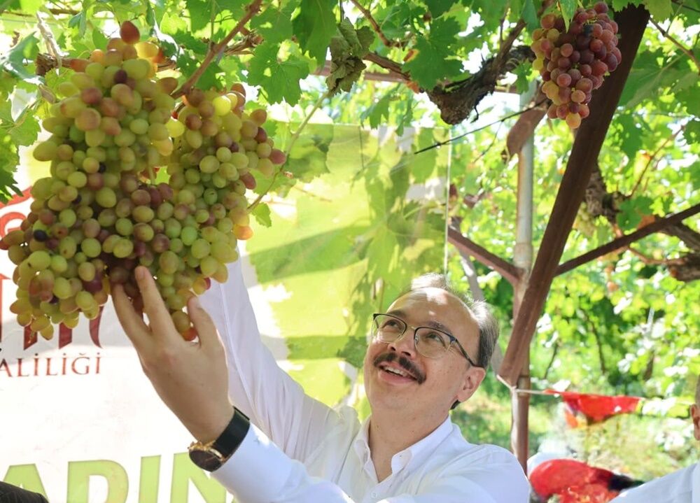 Tayfi Hasat