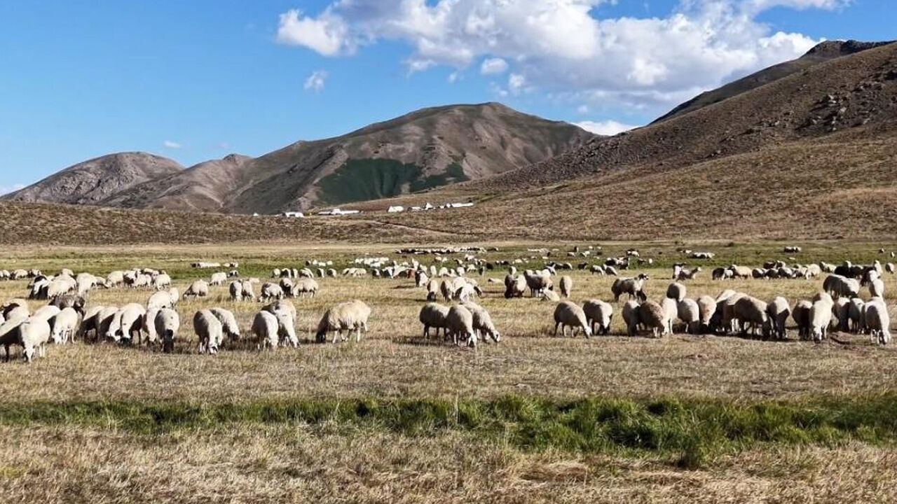 Tunceli’de ‘Çoban’ Sıkıntısı1