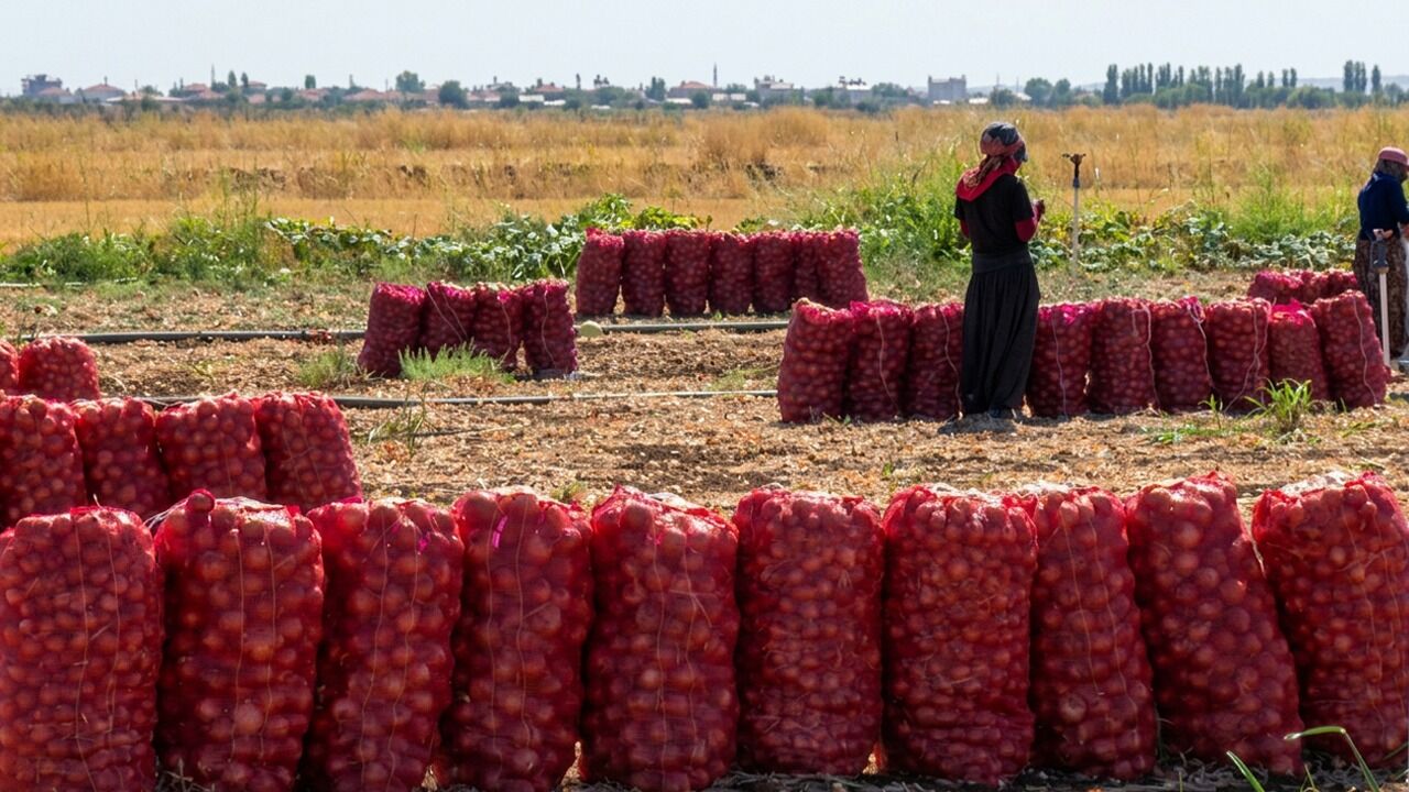Diyarbakır’da soğan hasadı: Fiyatı cep yakıyor!
