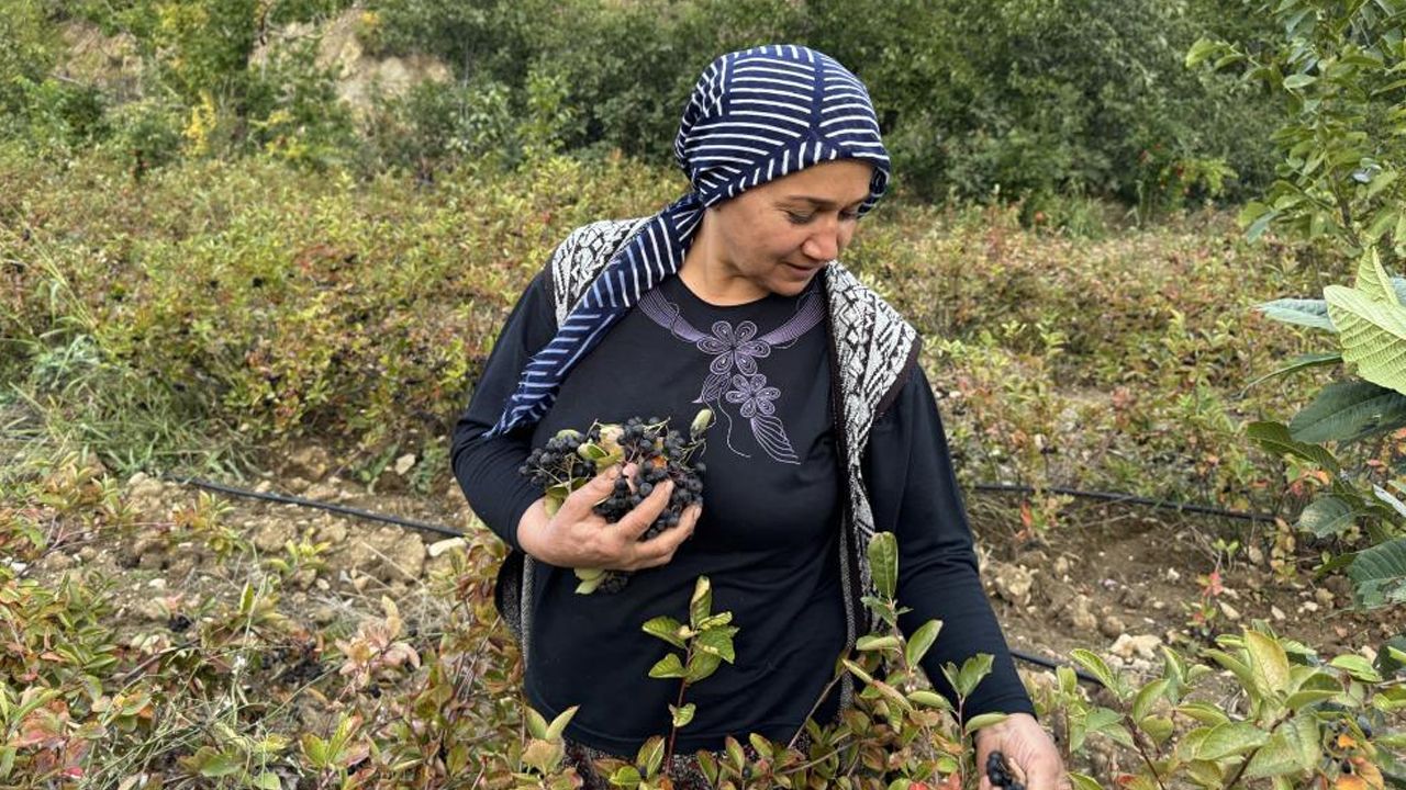 Diyarbakır'da Aronya Meyvesi Hasadı Başladı1