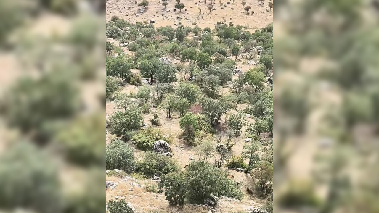 Diyarbakır’da Domuz Sürüsü Görüntülendi1