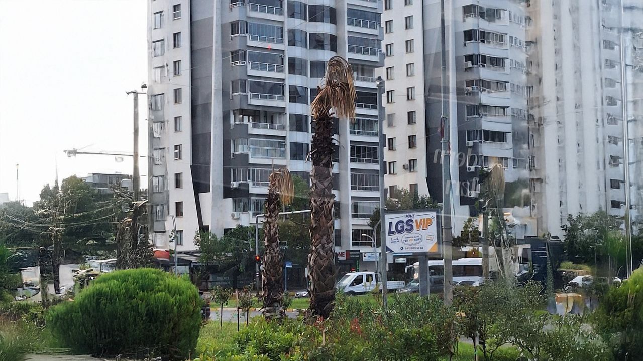 Diyarbakır’da Son Palmiye Ağaçları Da Kurud2