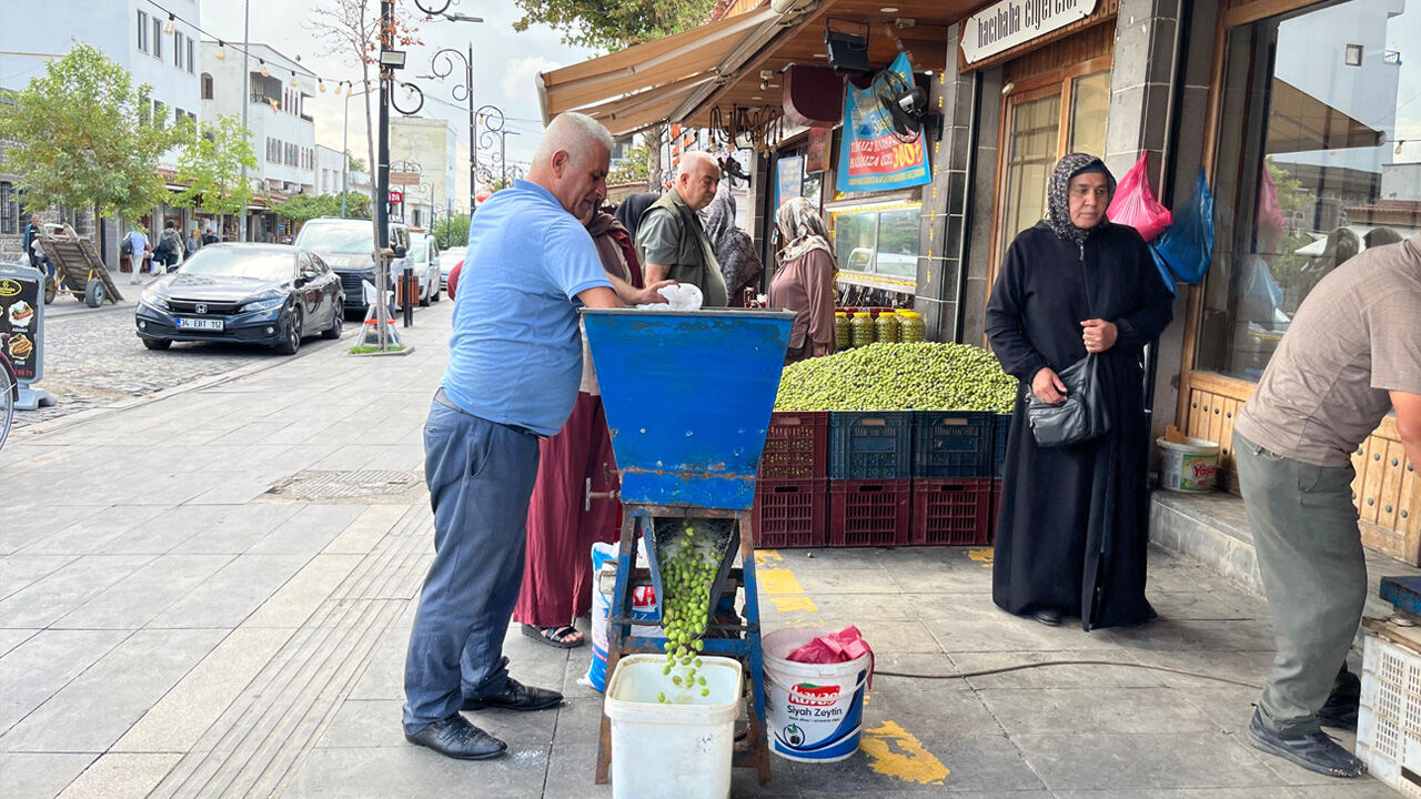 Diyarbakır’da Yeşil Zeytin Sezonu Başladı2