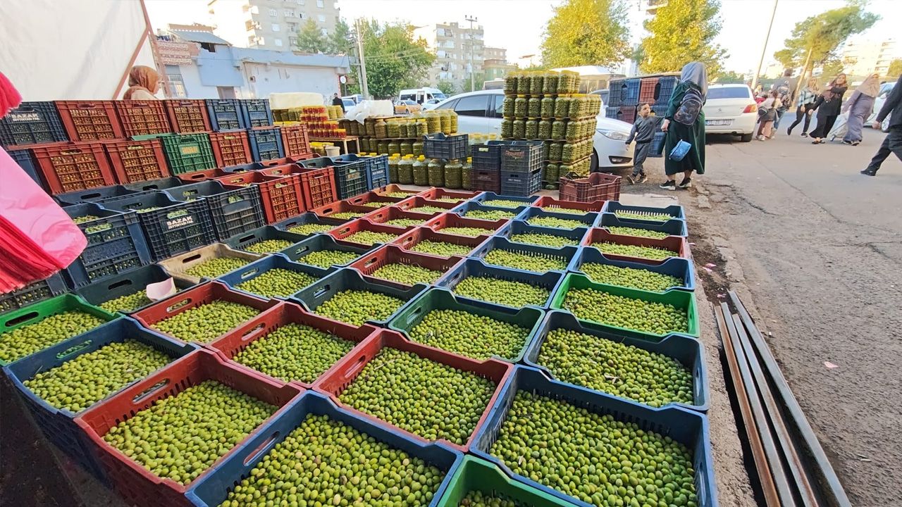 Diyarbakır’da Yeşil Zeytin Zamanı2