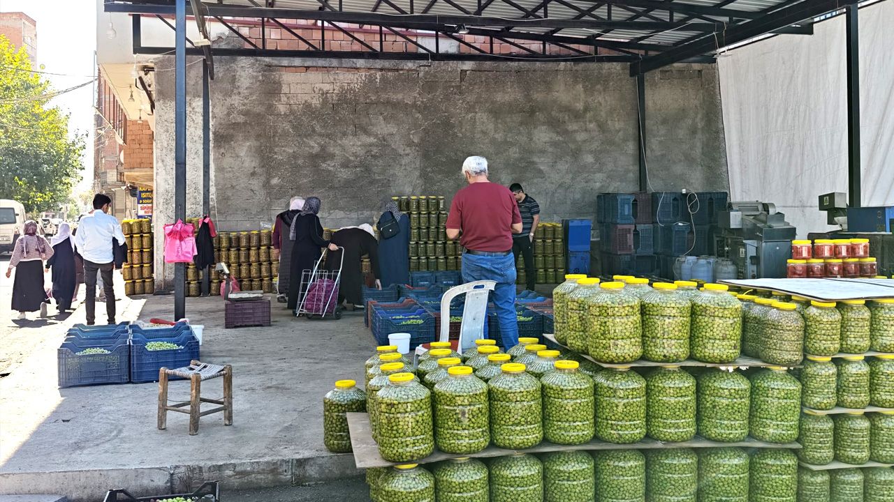 Diyarbakır’da Yeşil Zeytin Zamanı3