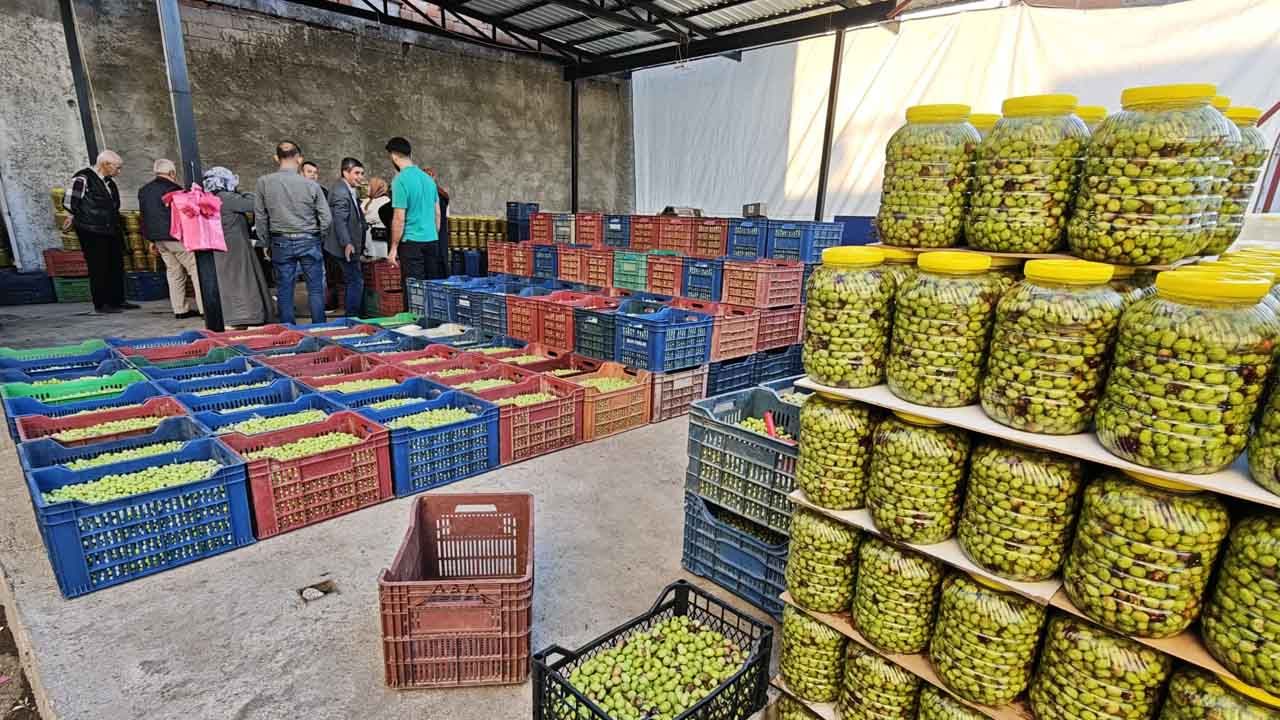 Diyarbakır’da Yeşil Zeytin Zamanı4