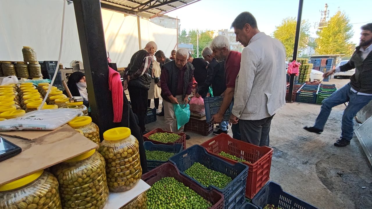Diyarbakır’da Yeşil Zeytin Zamanı5
