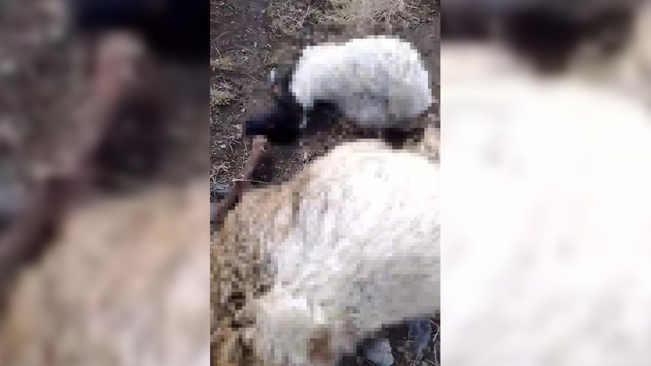 Hakkari’de Koyun Sürüsünün Üzerine Yıldırım Düştü