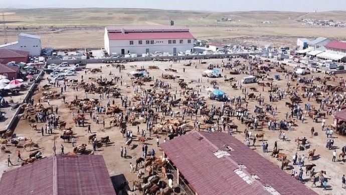 Ağrı’da şap alarmı sürüyor: Hayvan Borsası'nın kapalılık süresi uzatıldı