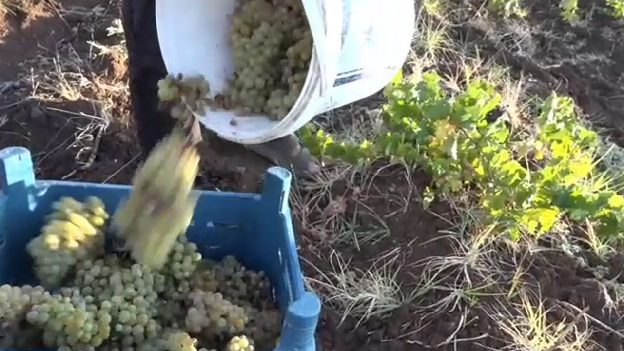 Silvan’da Bağ Bozumu Bereketi4