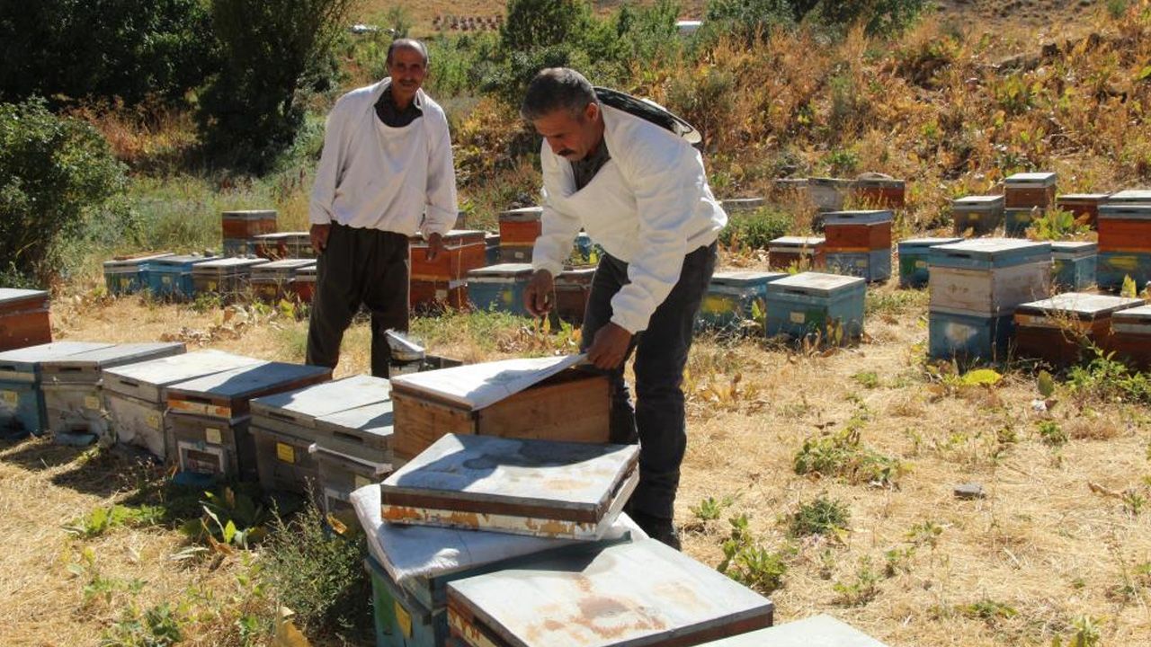 Şırnak'ın Dağlarında Bal Bereketi2