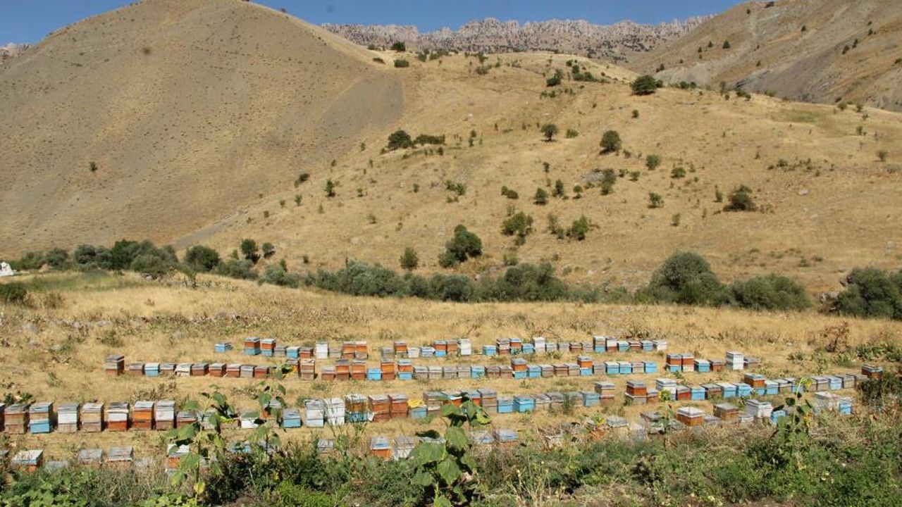 Şırnak'ın Dağlarında Bal Bereketi3