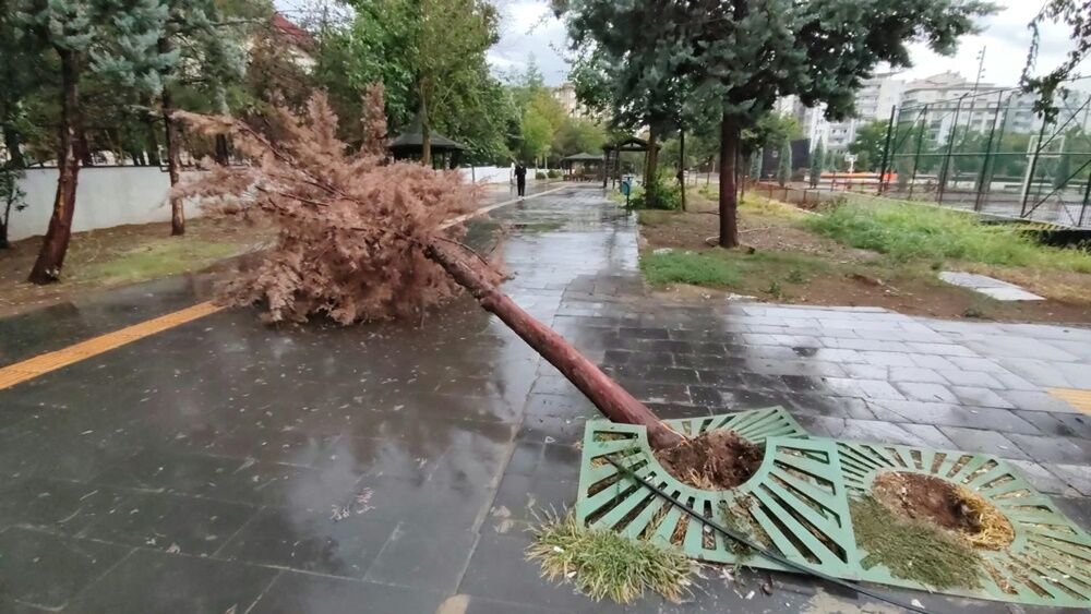 Yenisehir Agaclar Devrildi